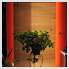 5939_cserepes-noveny.jpg